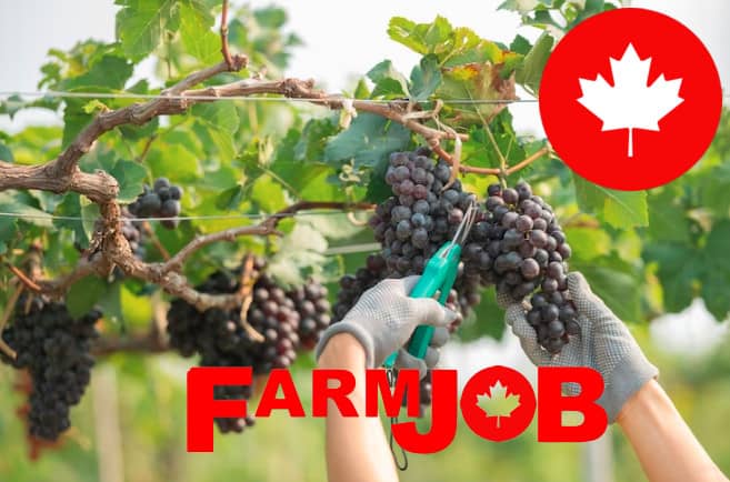 Farm worker, general 18 vacancies Permanent employment Full time